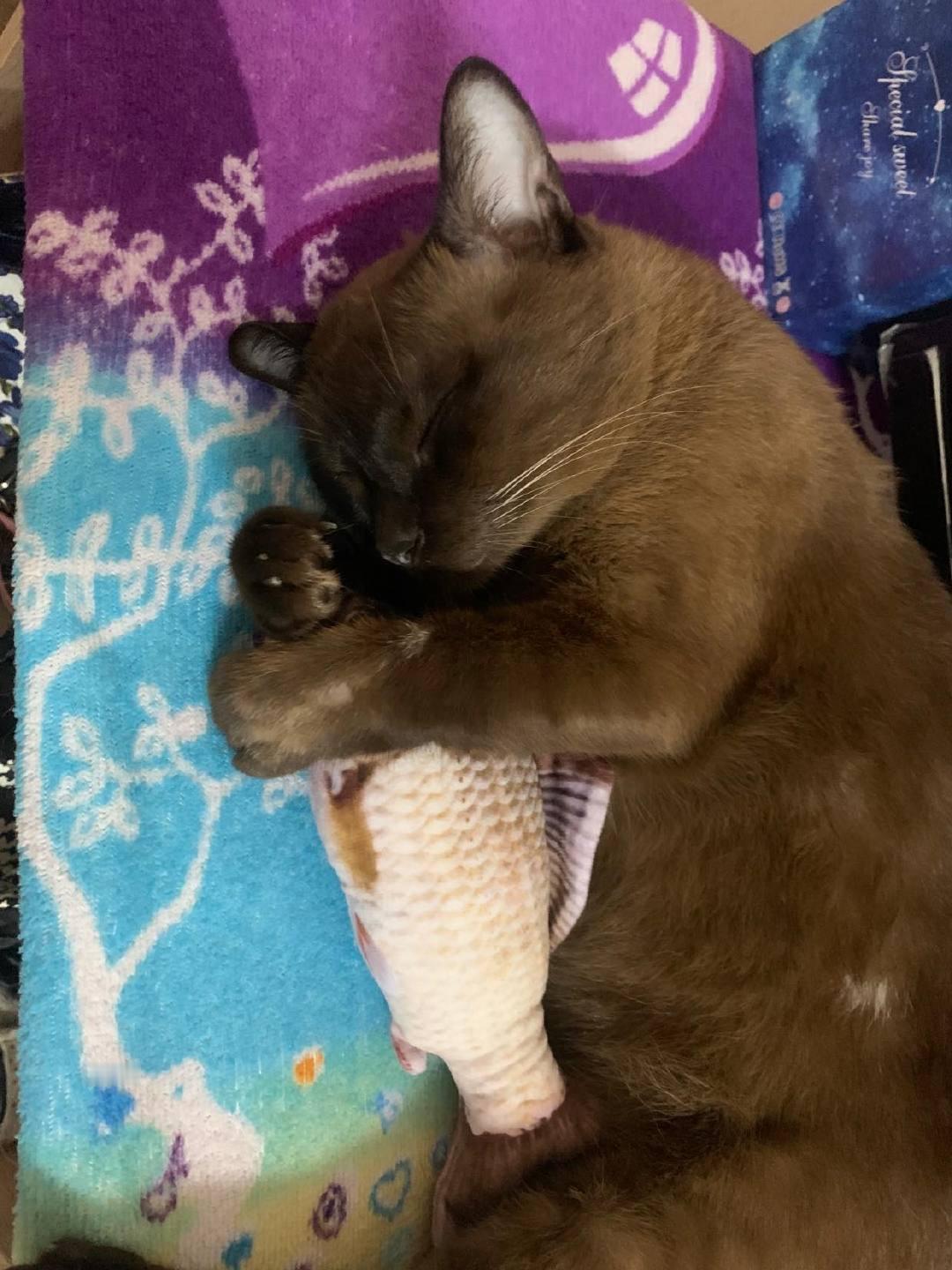 抱着鱼鱼睡觉的猫猫！by/FB/ผักกาด ชลิตา 