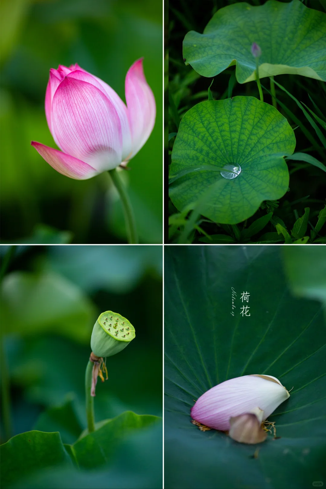 用镜头捕捉夏天——荷|我的植物美学摄影