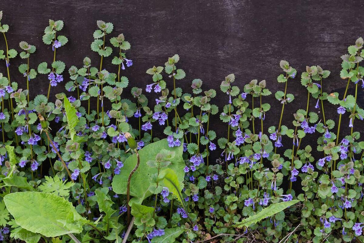 小小的中药，竟是结节、息肉、肿瘤的“克星”！

1.猫爪草——结节（肺结节、甲状