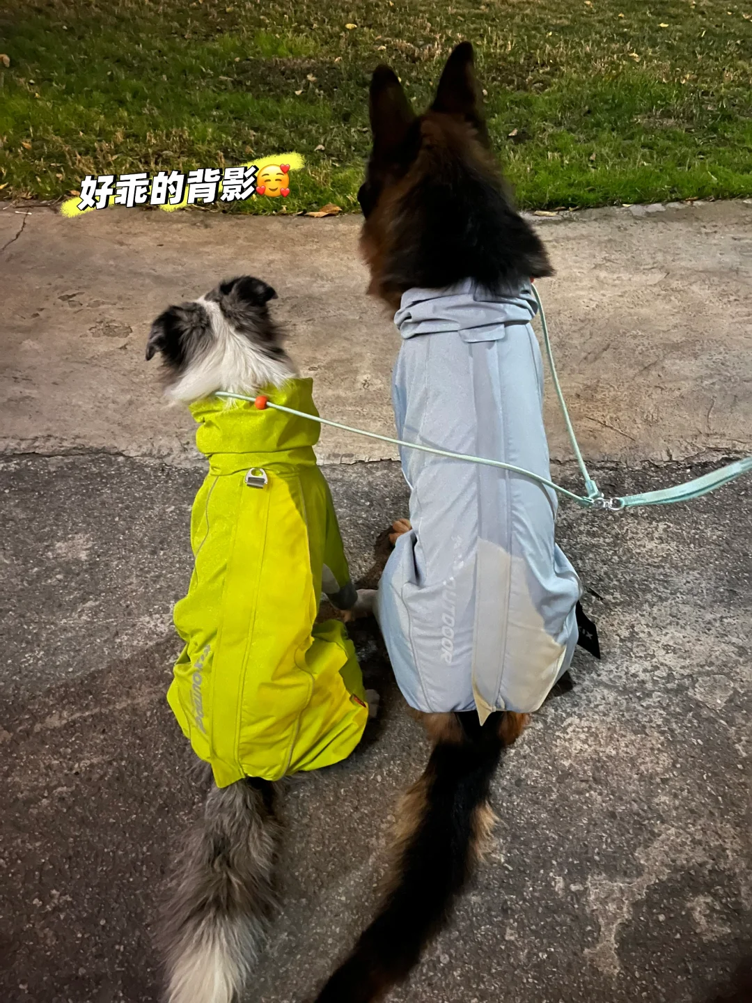 德牧VS边牧，极限二选一？！