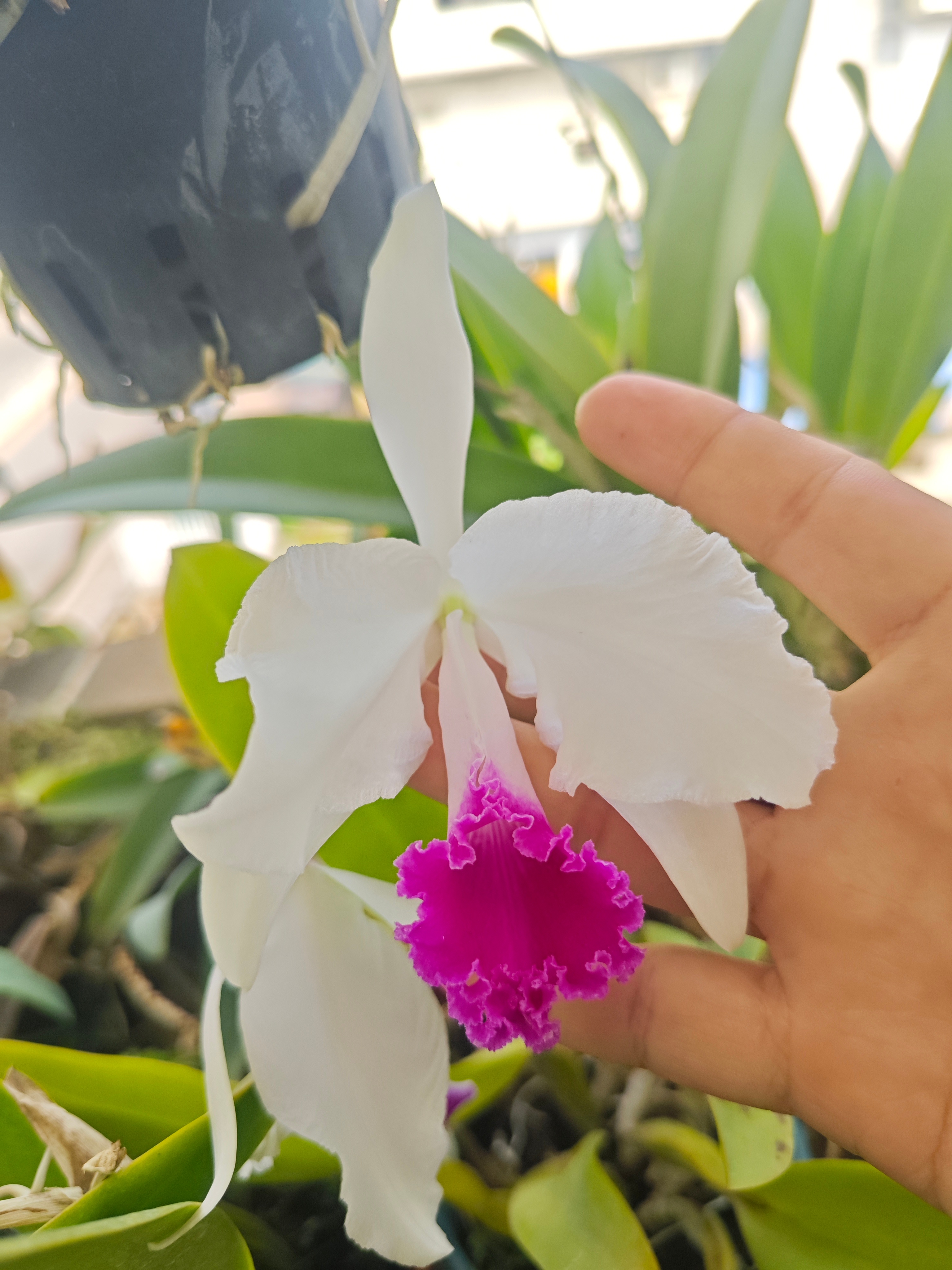 原种卡特兰，C.trianaei var. semi–alba 'Reineck