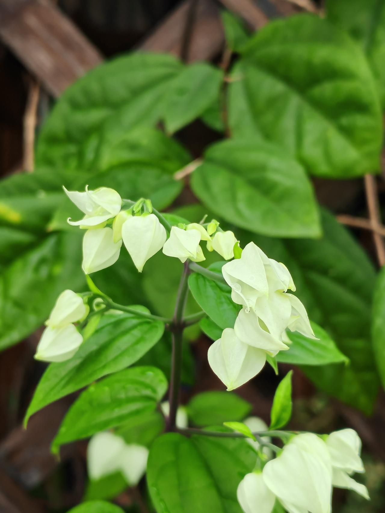 正在生长的龙吐珠，还没到“吐珠”的时候哩！再过些时日，鲜红的花蕊就会长出来，在白