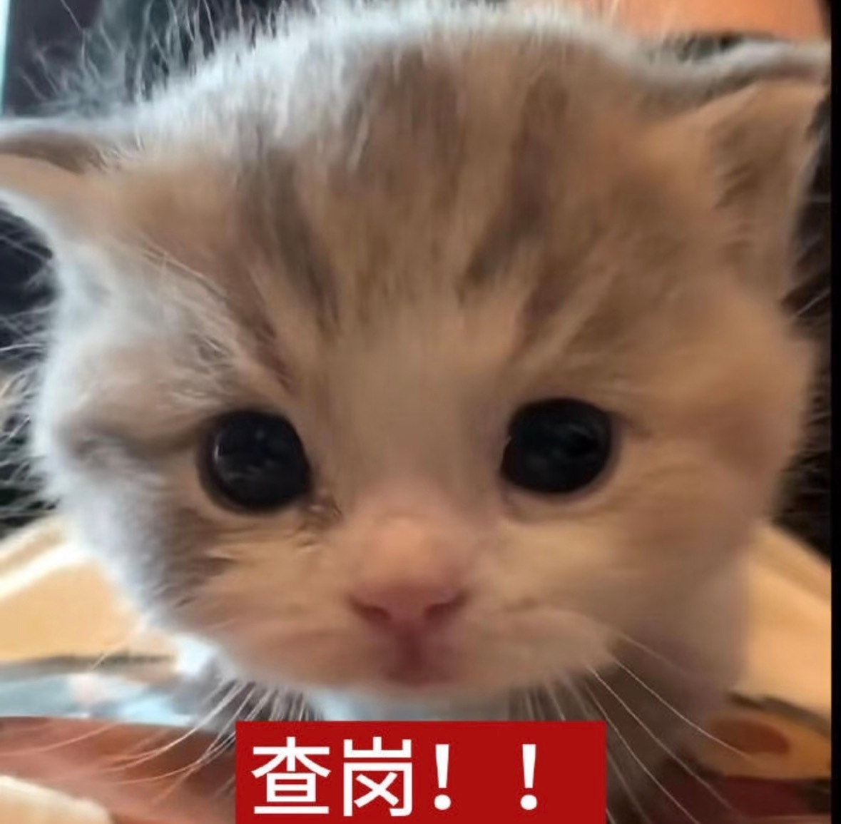 所有人现在立马给咪报备！ 