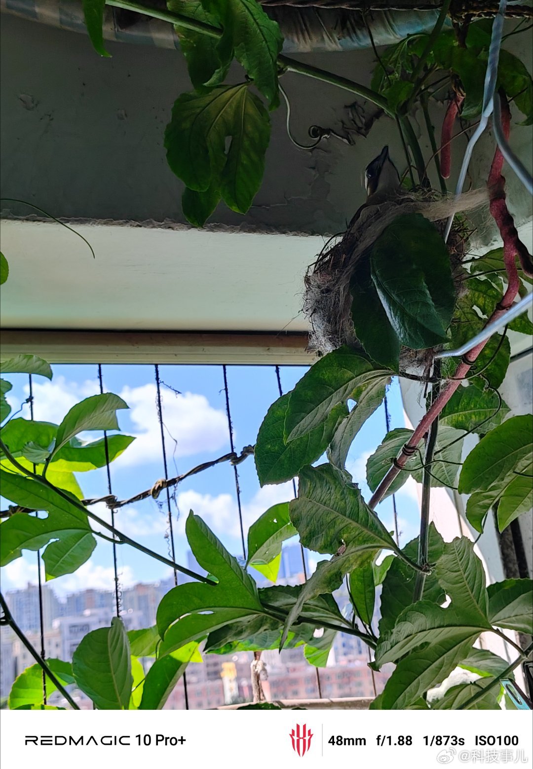 家里阳台五一期间来了只鸟妈妈筑巢，最近早上听到小小鸟“叽叽叽叽”的声音，也透过鸟