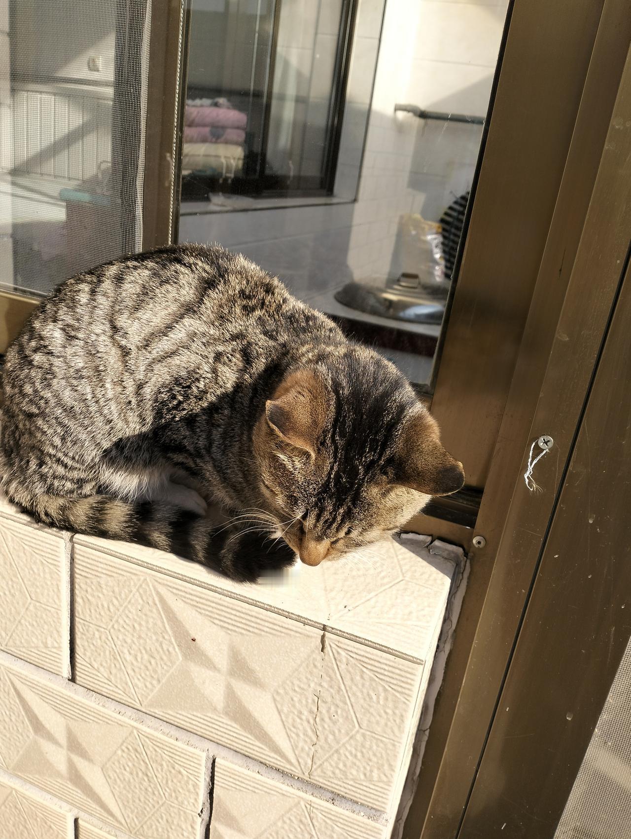 今天 ，去村里卫生室才知道，原来那只大猫咬了好几个人，是家前李大哥家养的，那只猫