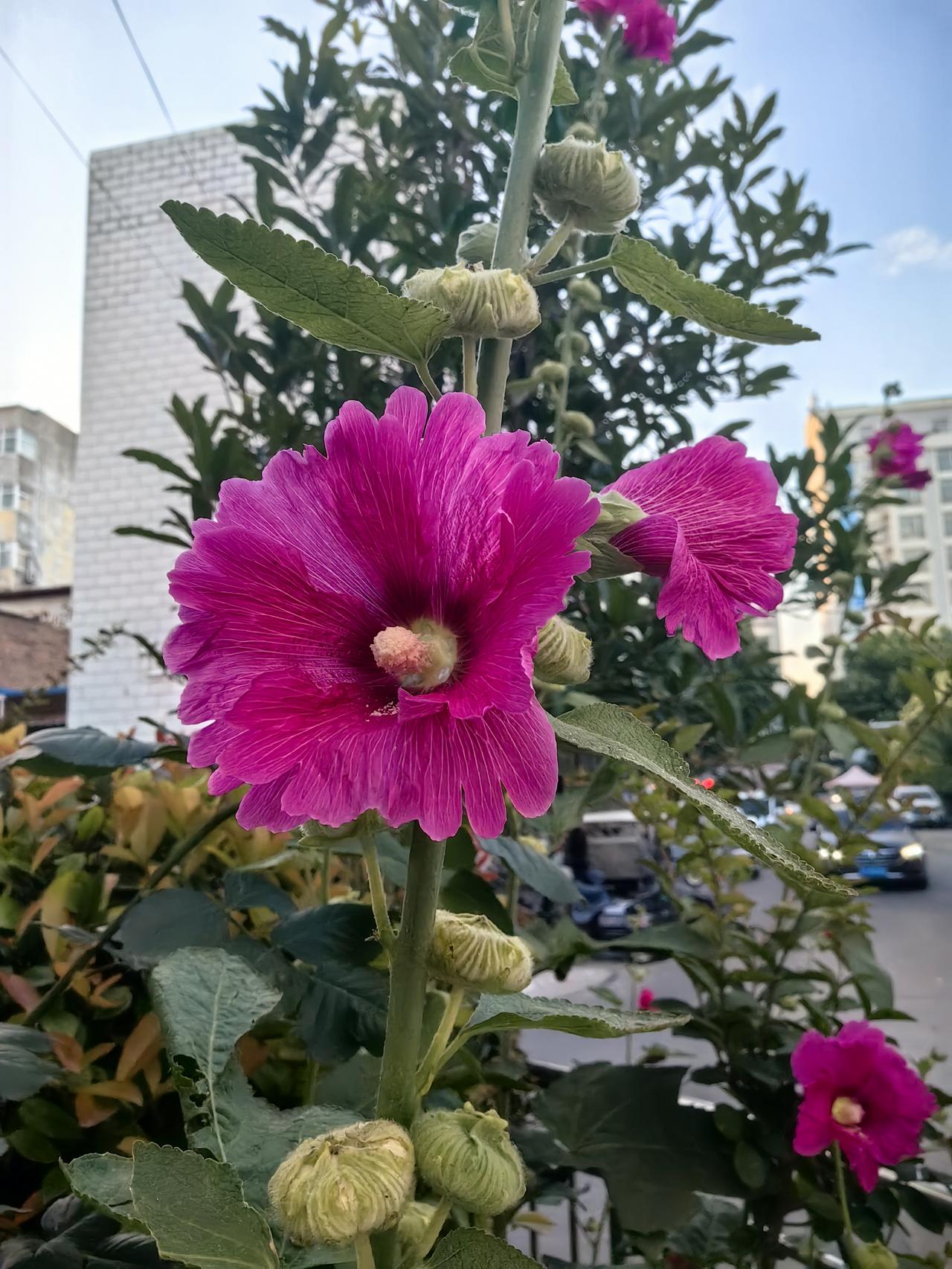生活就该如此，
像花儿一样，
在阳光下尽情绽放，
管他有没有人欣赏。
不必在意他