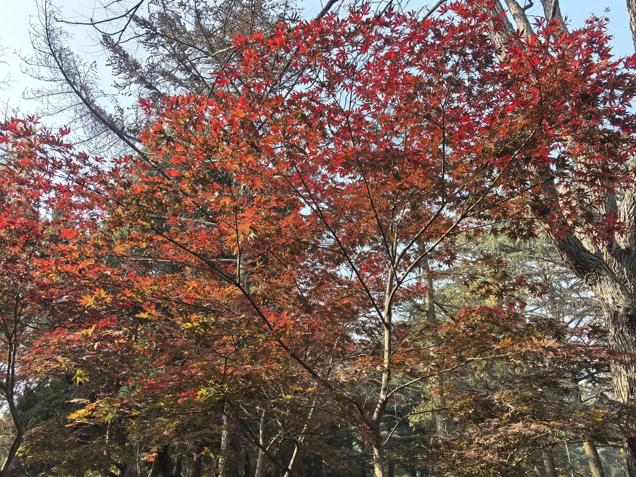 有没有一张随手拍是你的满意之作只要有暖阳，初冬亦有一种出尘的美丽[玫瑰][玫瑰]