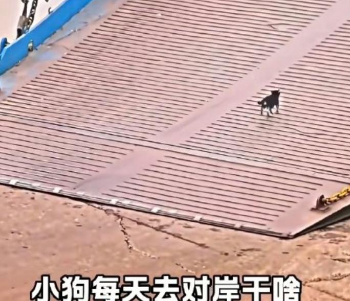 天下之大无奇不有！湖北，一只小黑狗，为了能天天和长江对岸的“好哥们”相聚，竟然无