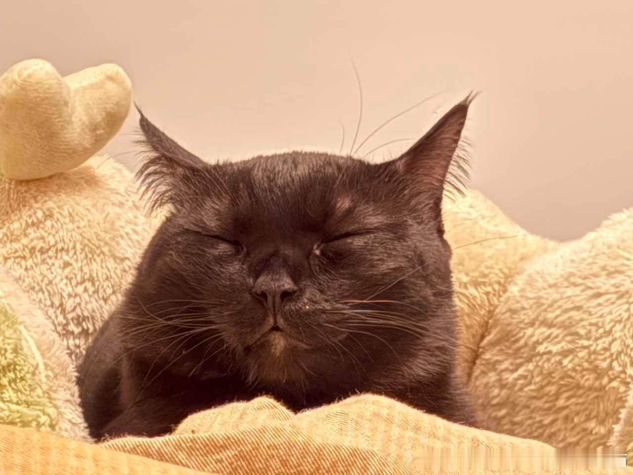 49472【丑猫】千万别放大看… 