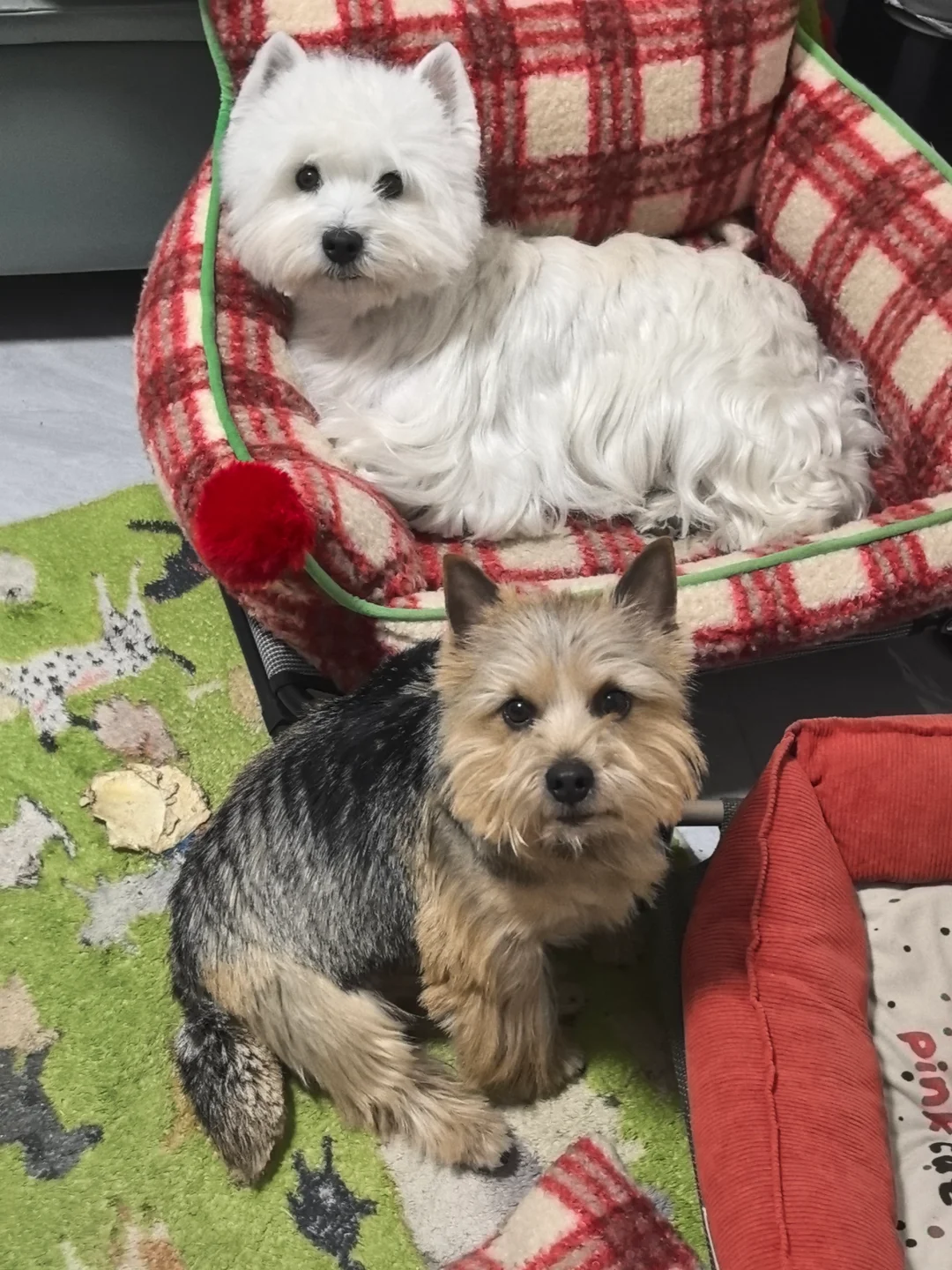 圆头姐姐还是方头弟弟？