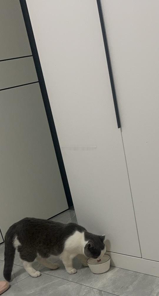 此刻养猫的欲望达到了顶点我的小猫最可爱 