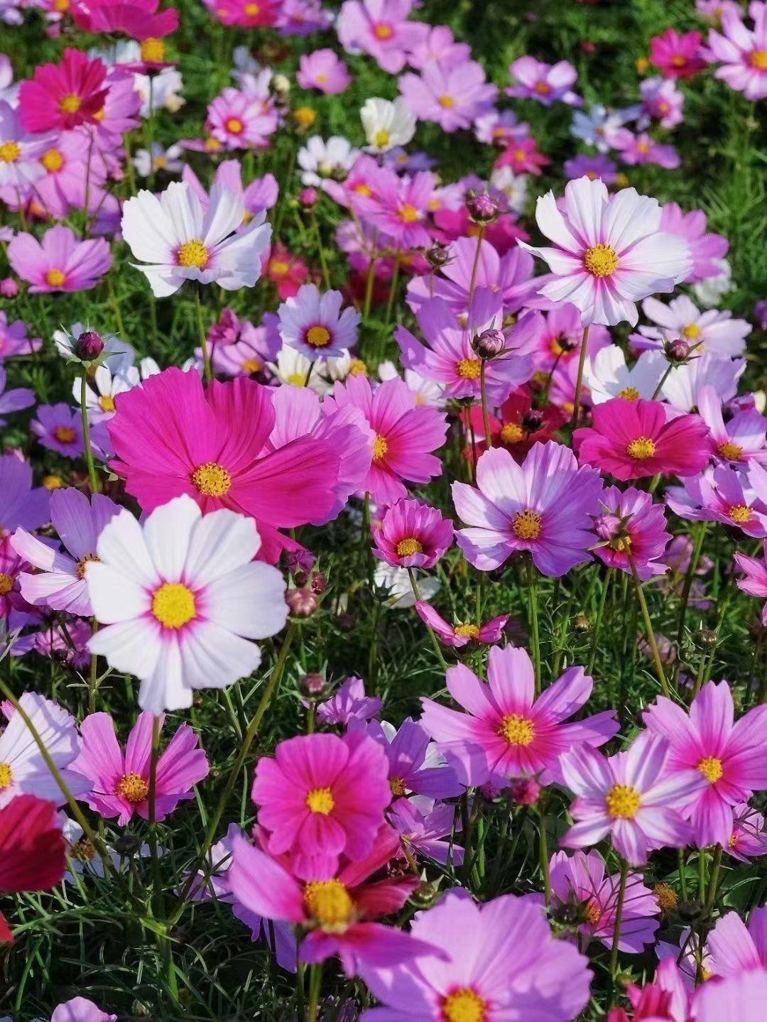 波斯菊的花语，恰如它随风摇曳的身姿，轻盈却饱含深意，藏着关于爱与生命的温柔注解。