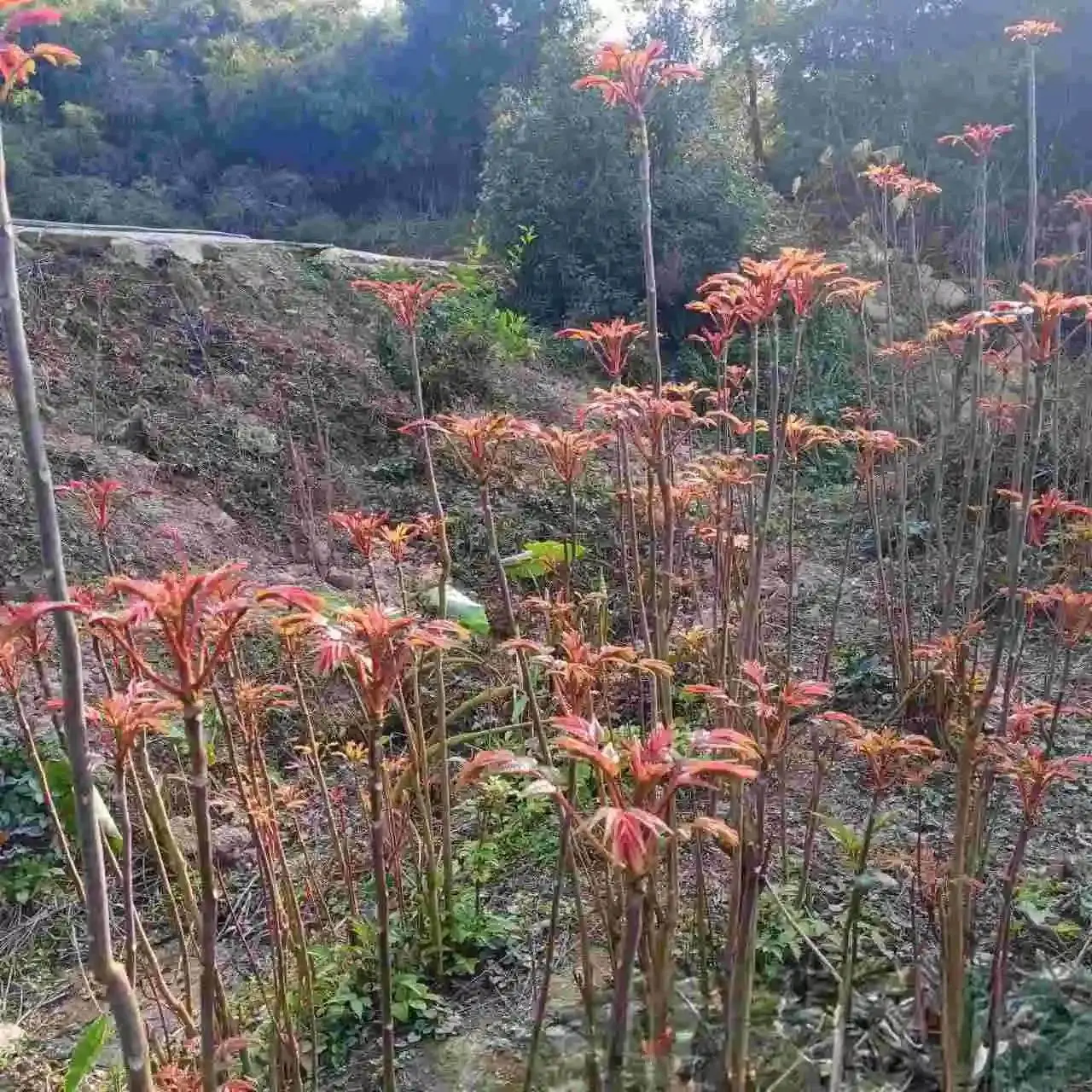 (⊙o⊙)哇，谁懂啊，安逸的很。