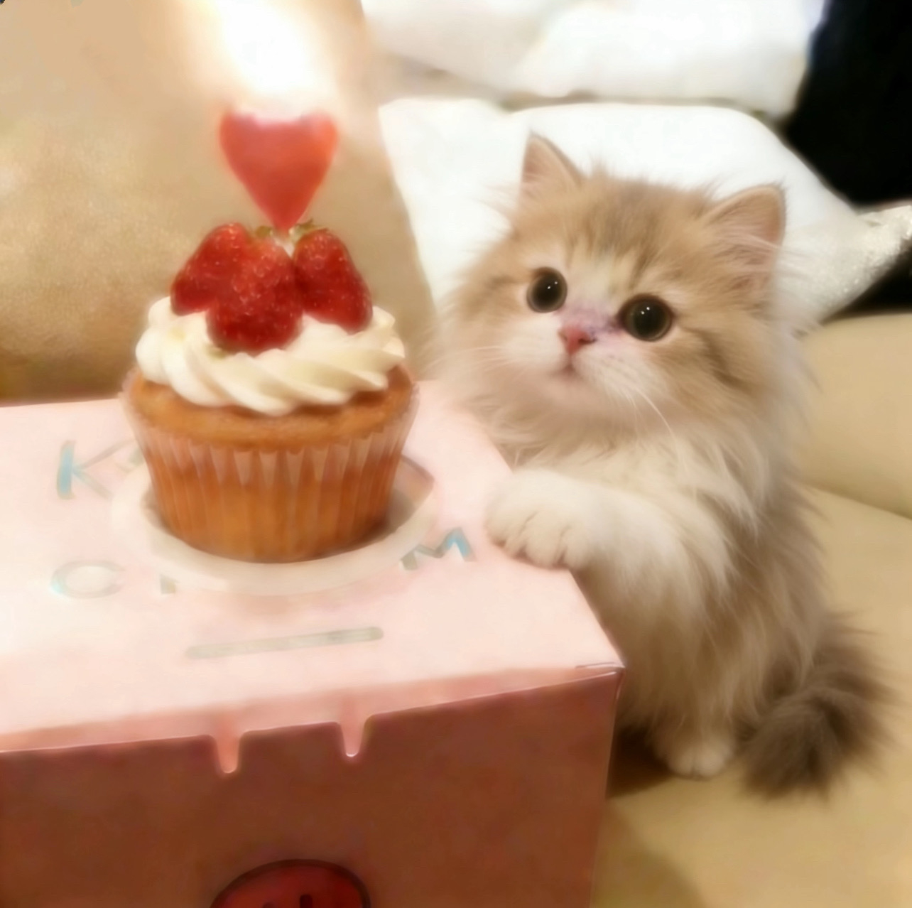 🐱🍰🍓｜🗝₊˚⊹♡ ⋆⭒˚.⋆ ೀ✩°｡ =• ֊ •= 