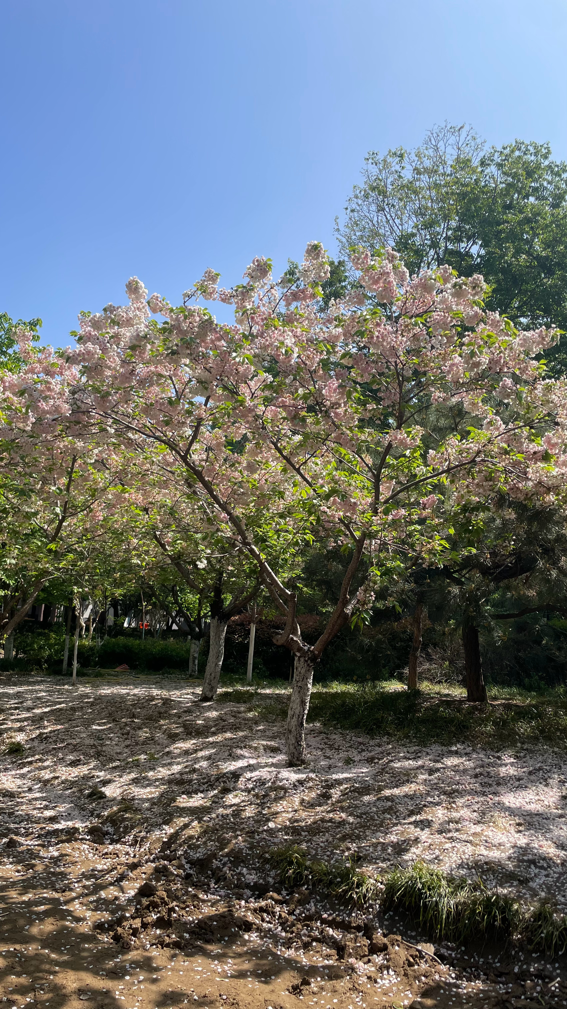 零落成泥碾作尘 只有香如故 