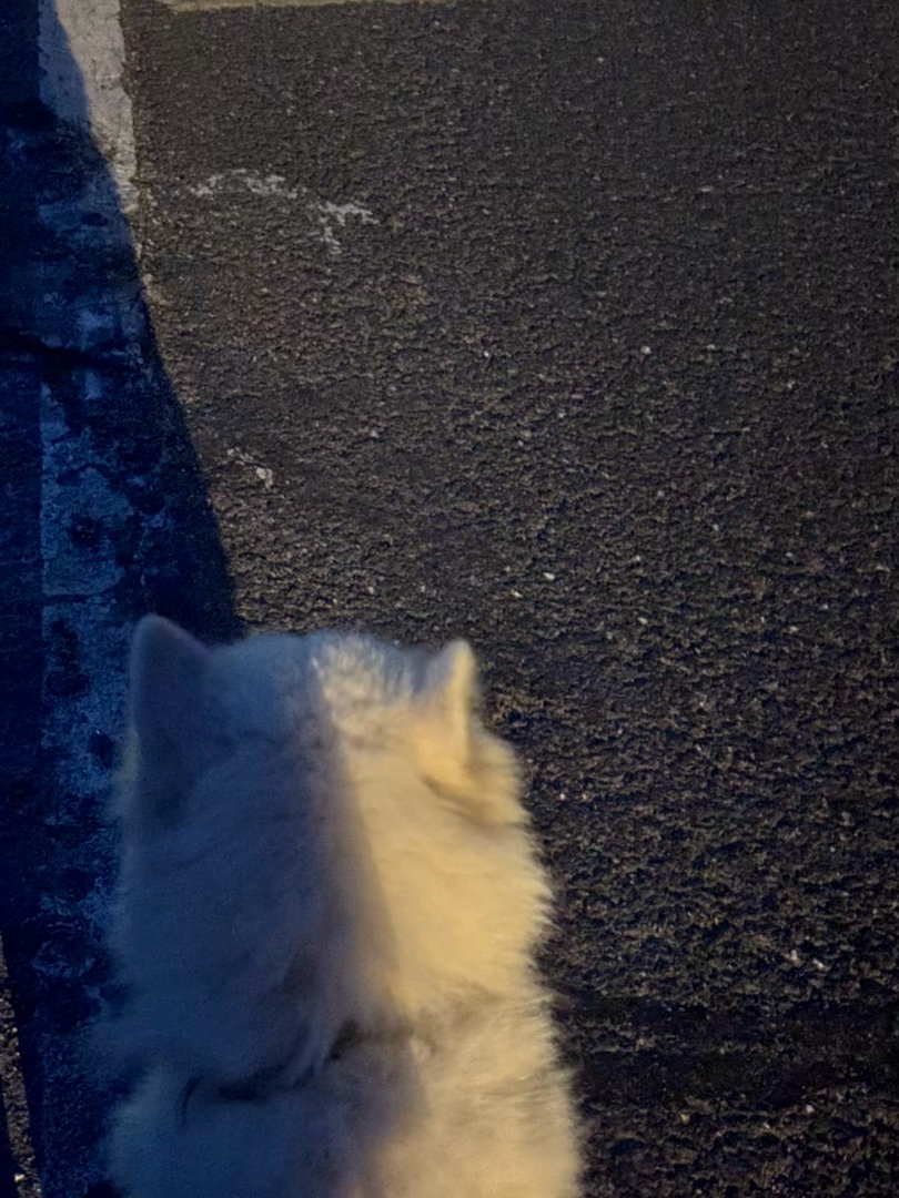 溜大狗狗 