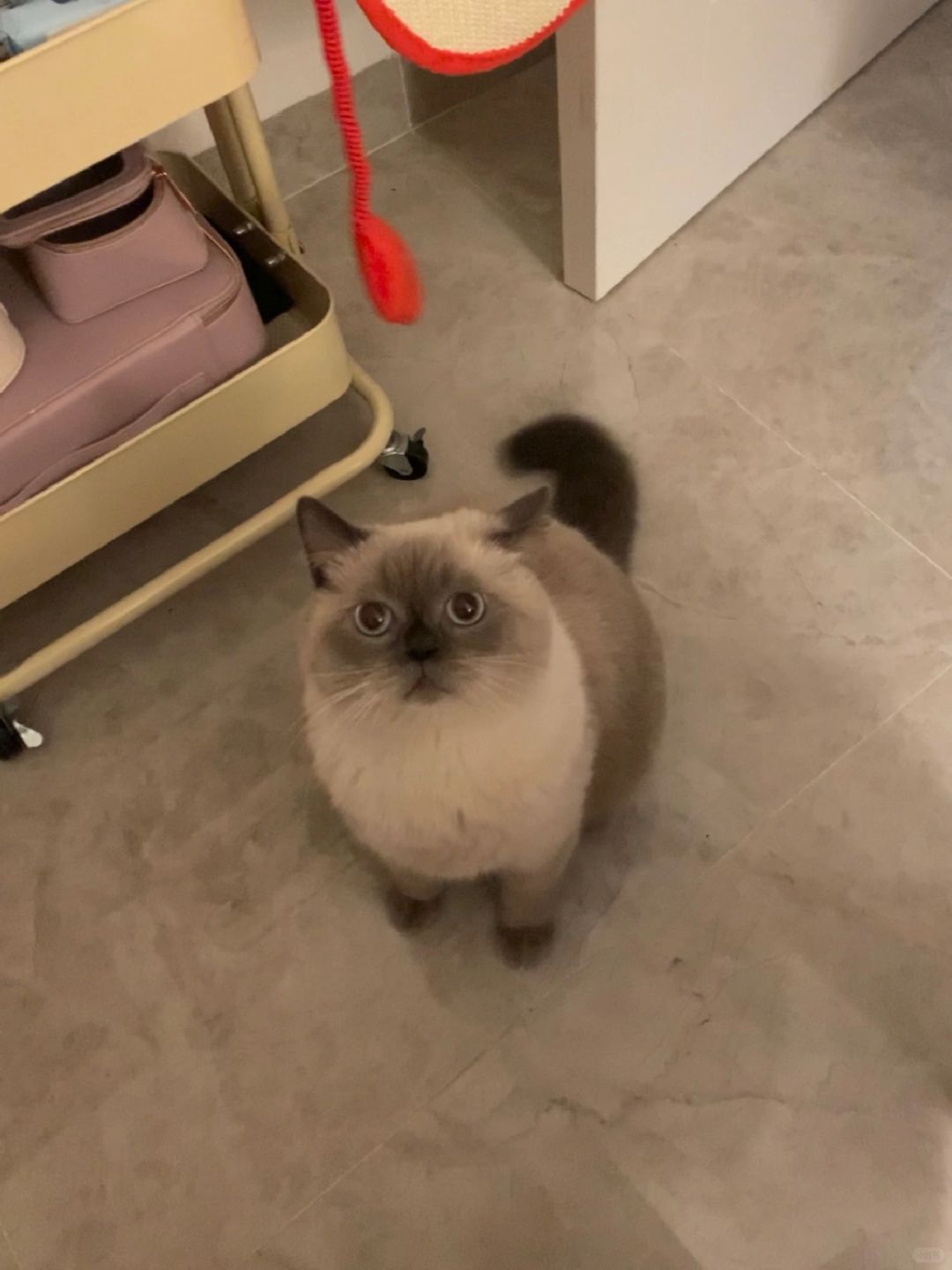 多大猫了，还要跟妈妈睡