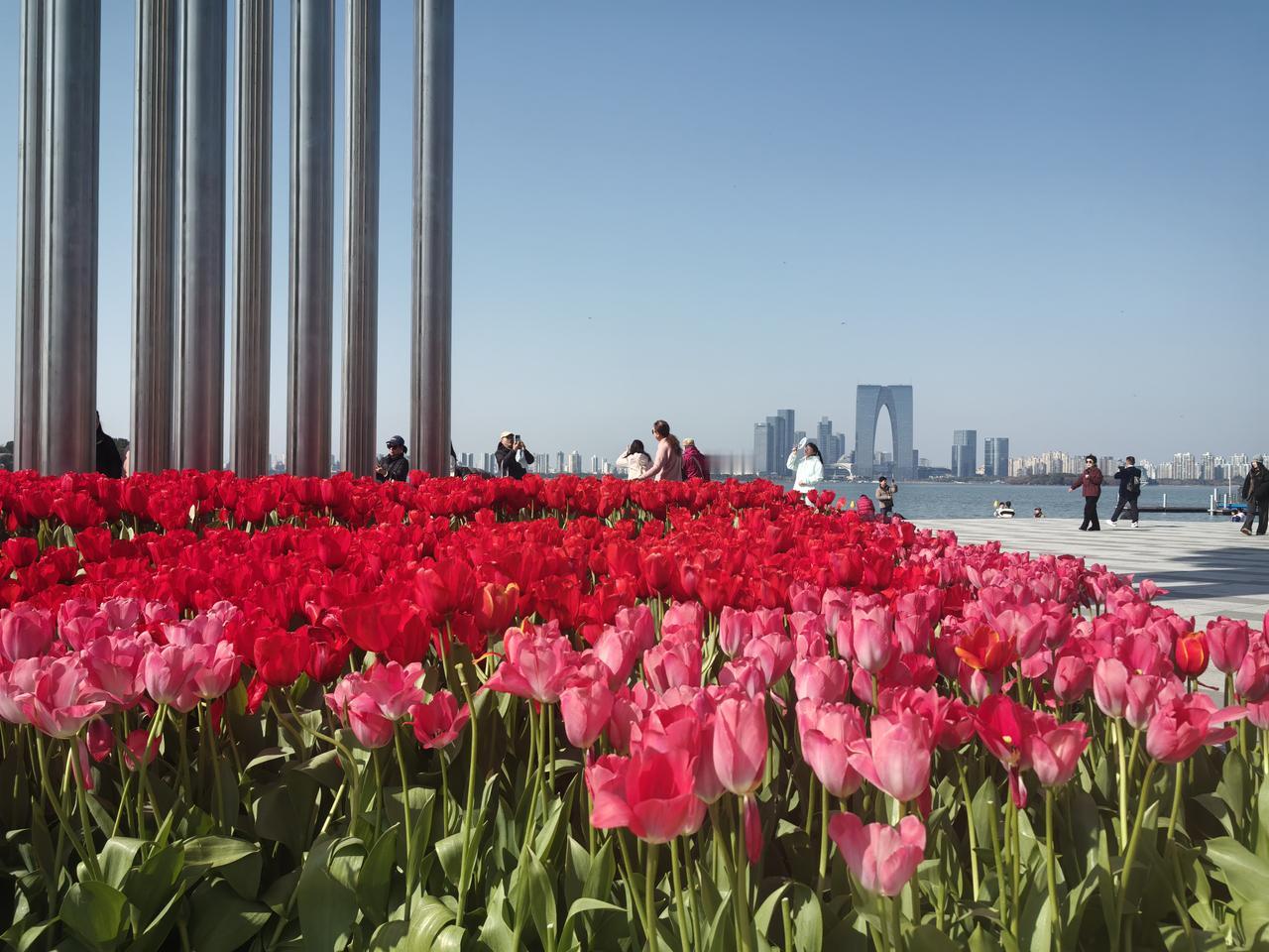 七律.金鸡湖看郁金香

一野明光一野香，和风轻拂送春阳。
金鸡湖畔花争艳，右岸厅