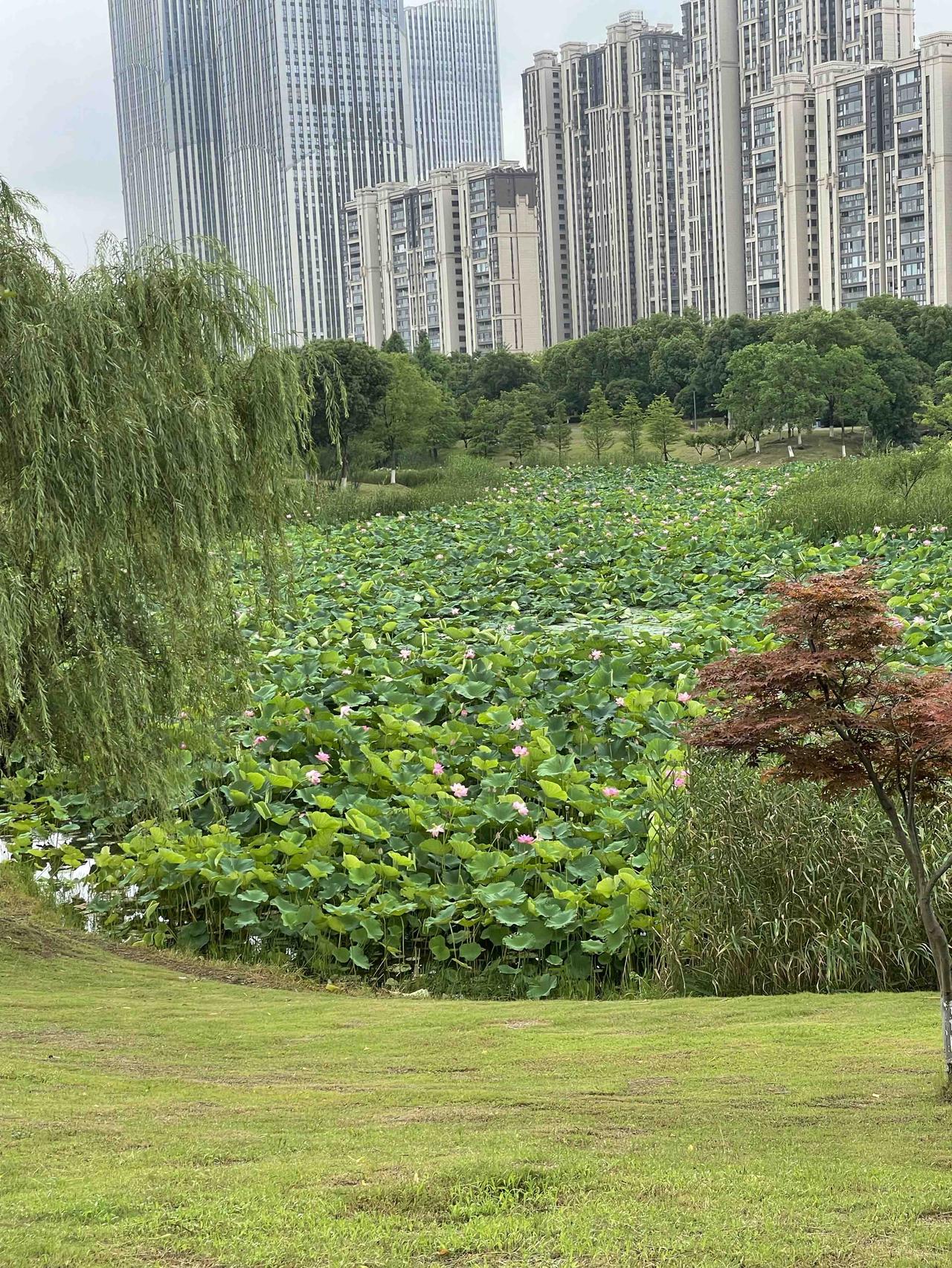 今天上午9点，我去公园里遛弯，那景色好得如同画卷一般。成片的荷花，装点着整个公园