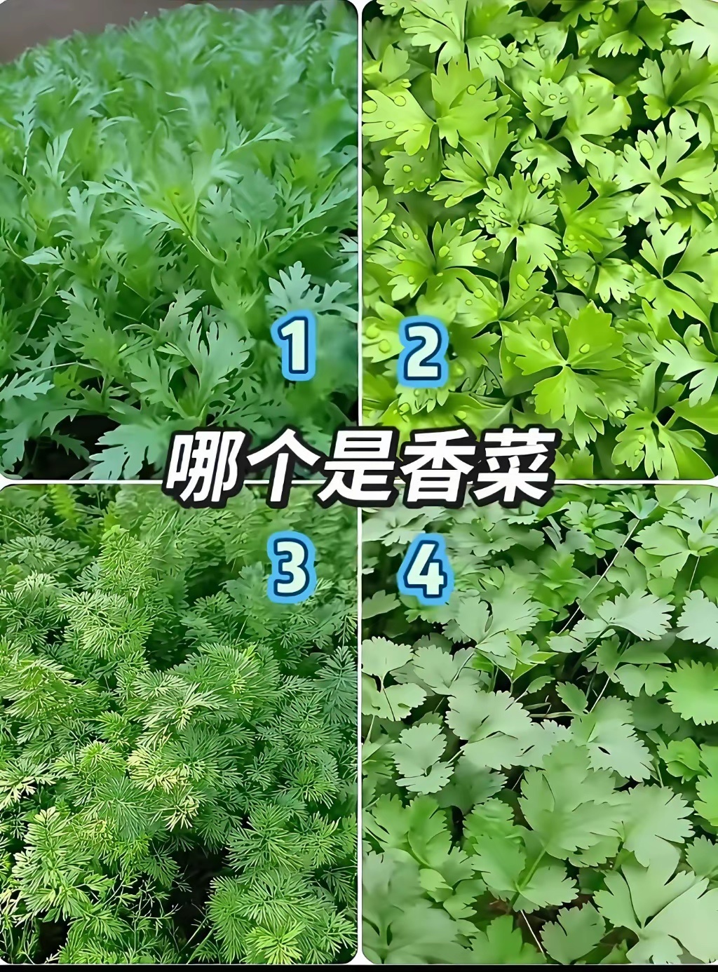 十个人九个人认不出来吗 