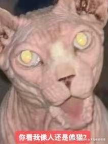 50523 【丑猫】朋友看完死活不让再发了 