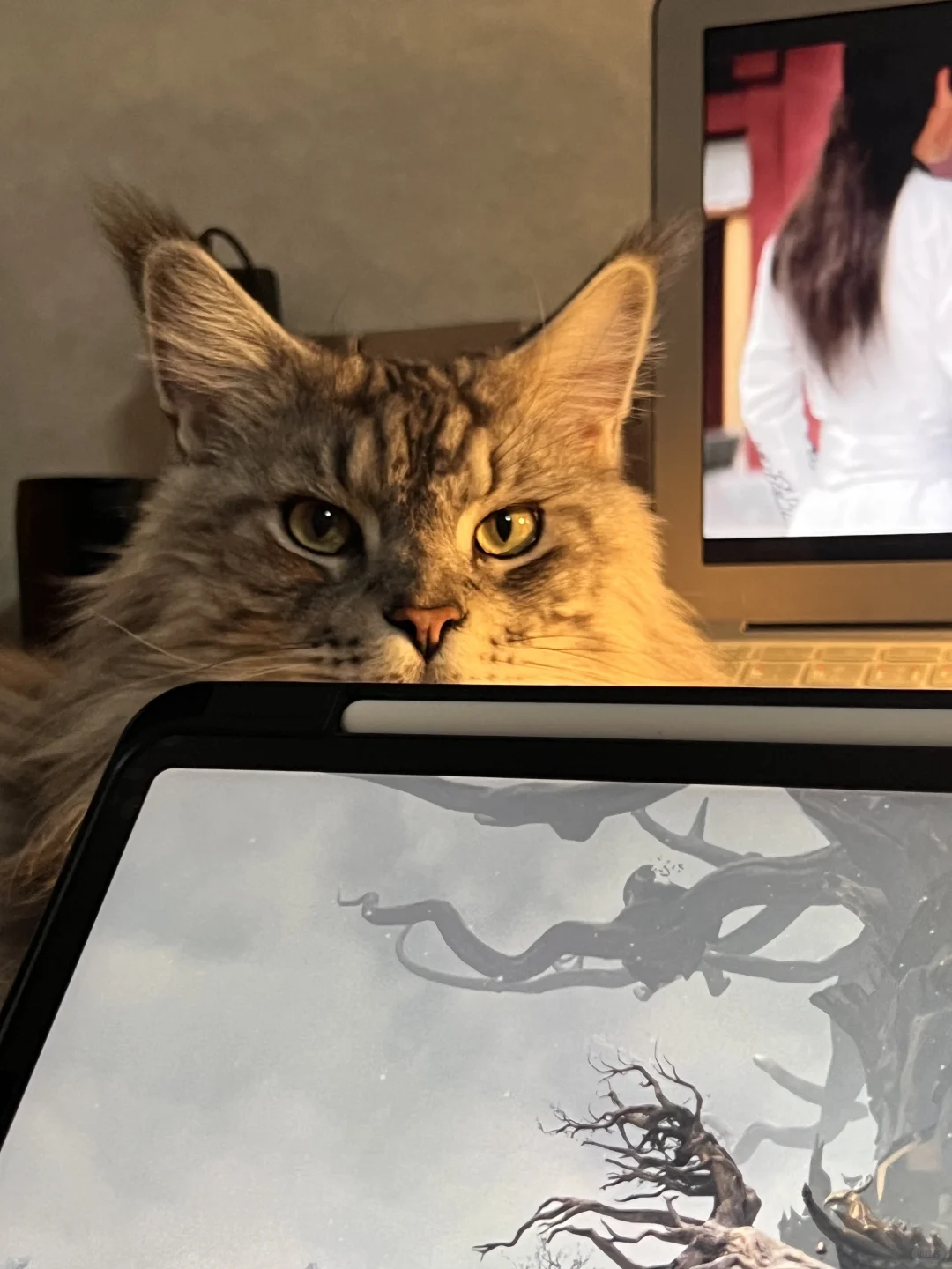 缅因猫真的越养越粘人！