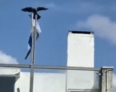 这是一只神奇的乌鸦，竟能把以色列国旗扯掉！

这只大乌鸦站在旗杆上，突然用嘴开始