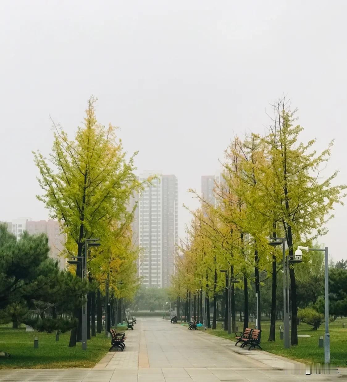 银杏叶落，秋意渐浓。