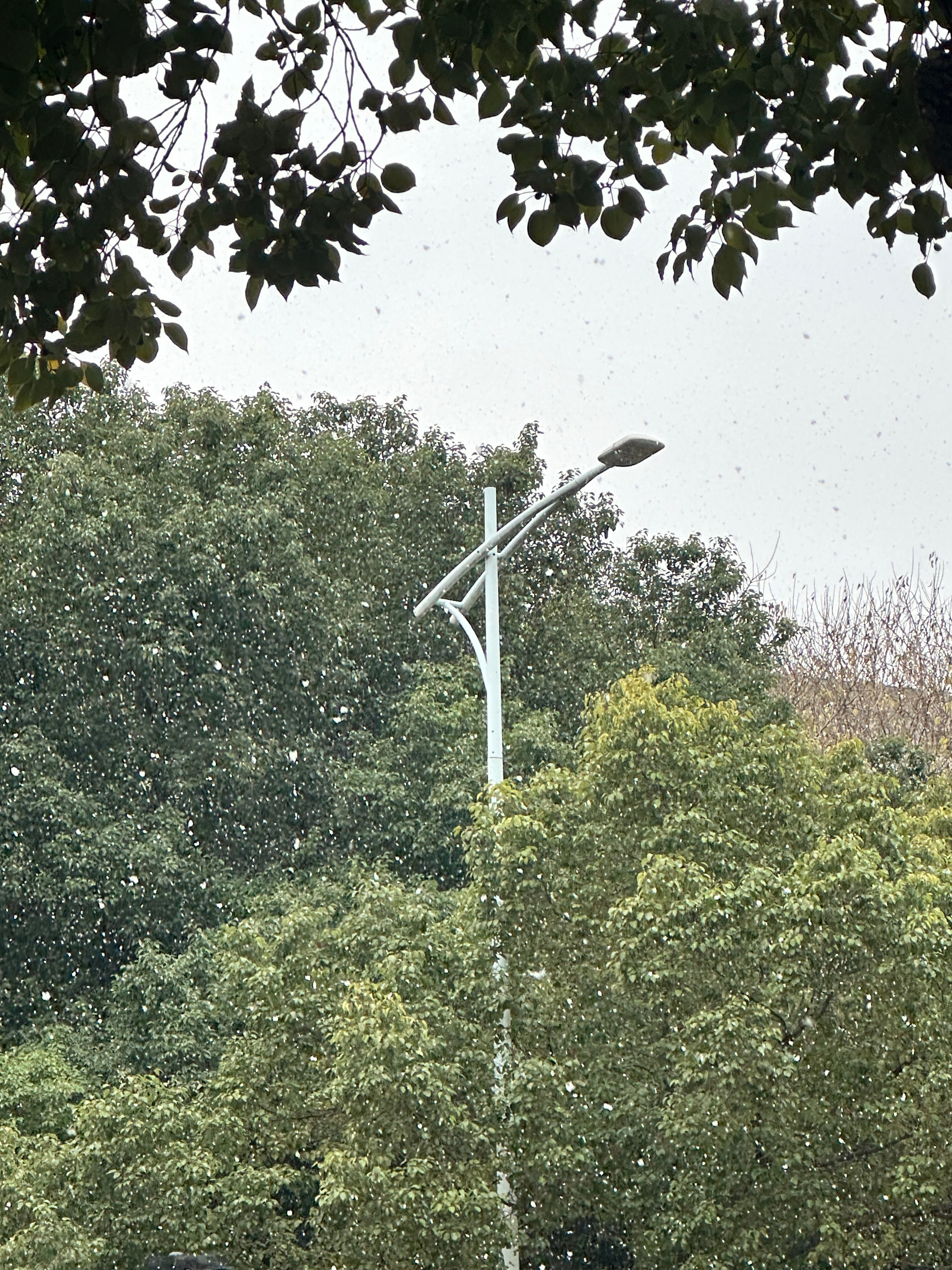 王星越 星越快看！杭州的初雪！