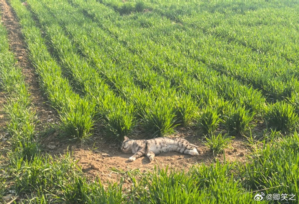 小日子太滋润了吃饱喝足了，找个地睡觉💤，阳光晒着，小风吹着，小鸟叫着，啧啧啧，