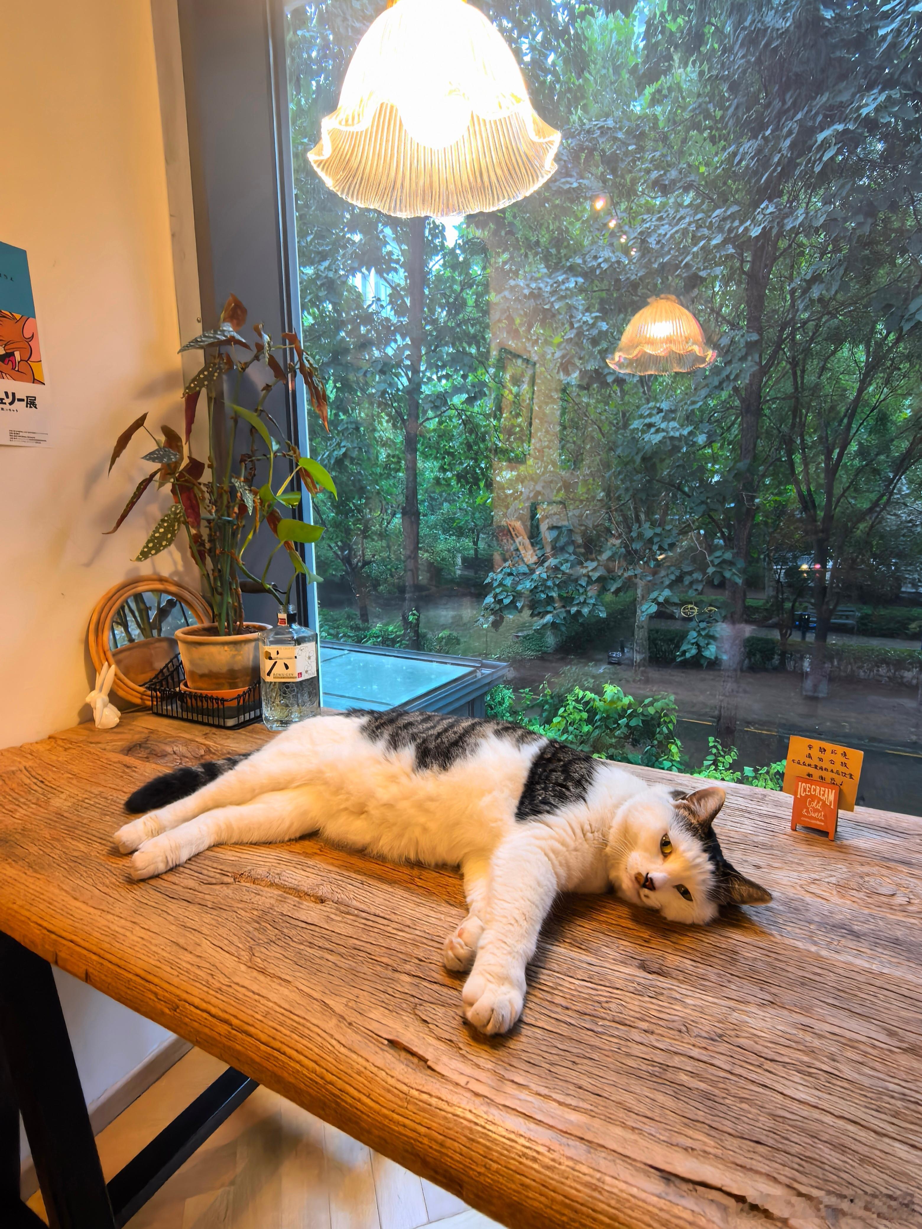 猫猫狗狗都是活在当下，不想那么多，幸福平和的根源。 