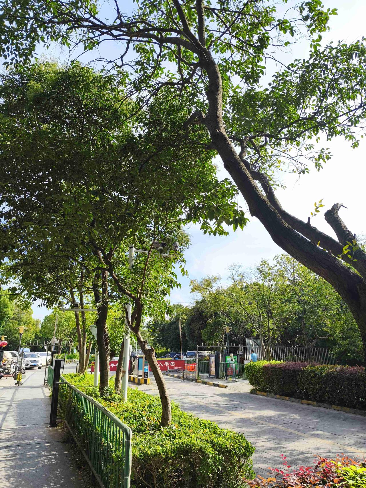 今儿状态超轻松愉快，南京天气预报的中雨也如约而至，终于能给这炎热夏天降降温了。这