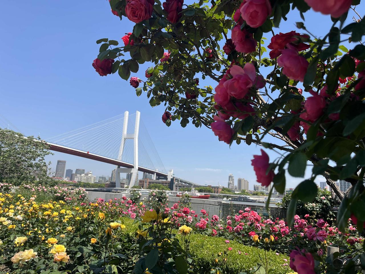 立夏的上海美极了！被鲜花包围的城市，随处可见一墙墙的蔷薇月季，空气中弥漫着淡淡的