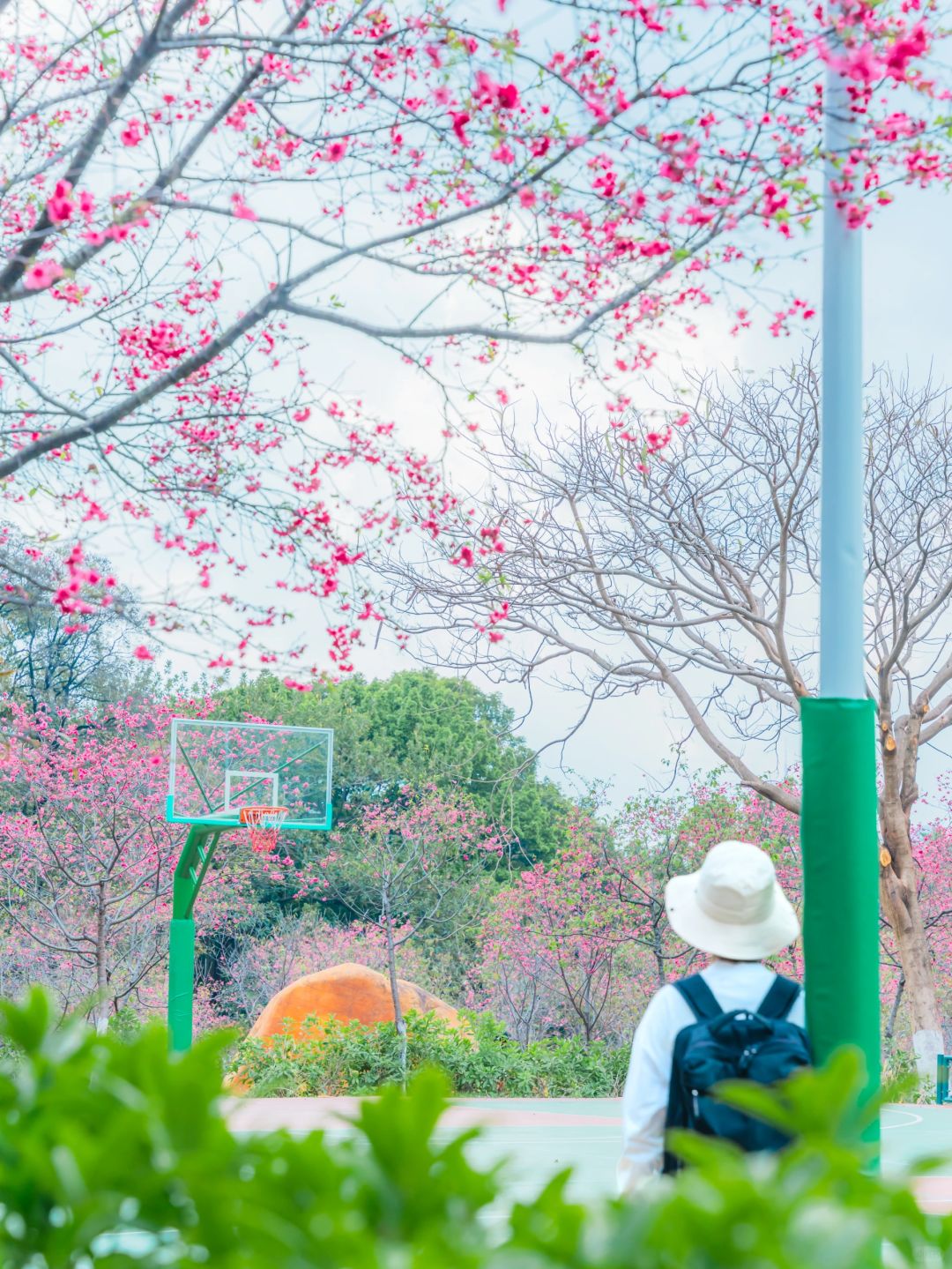 广州华农的樱花盛放了‼️附预约参观攻略
