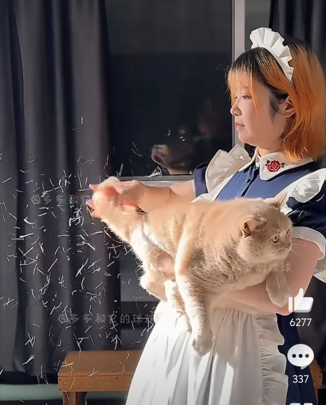第一次看小猫掉毛看力竭了看着这画面鼻炎一下子犯了