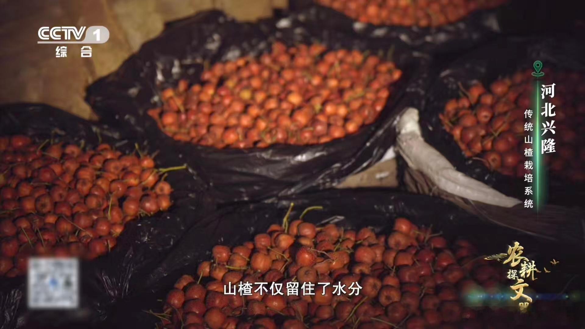 山楂变甜前要闭关数月爱吃糖葫芦的人绝对不能错过这个冷知识，在河北兴隆，刚摘下来的