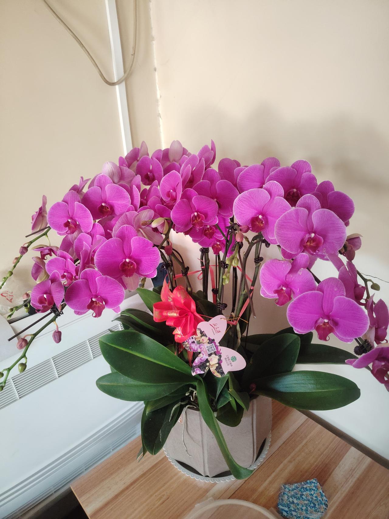 把你随手拍的花分享出来吧