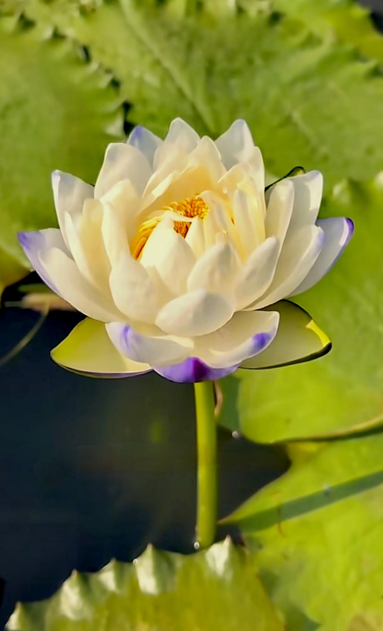 不像岸畔急着争艳的百花，她守着一汪静水，把日子过成了慢悠悠的温柔诗篇。
