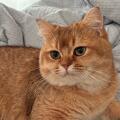 我是皮卡猪