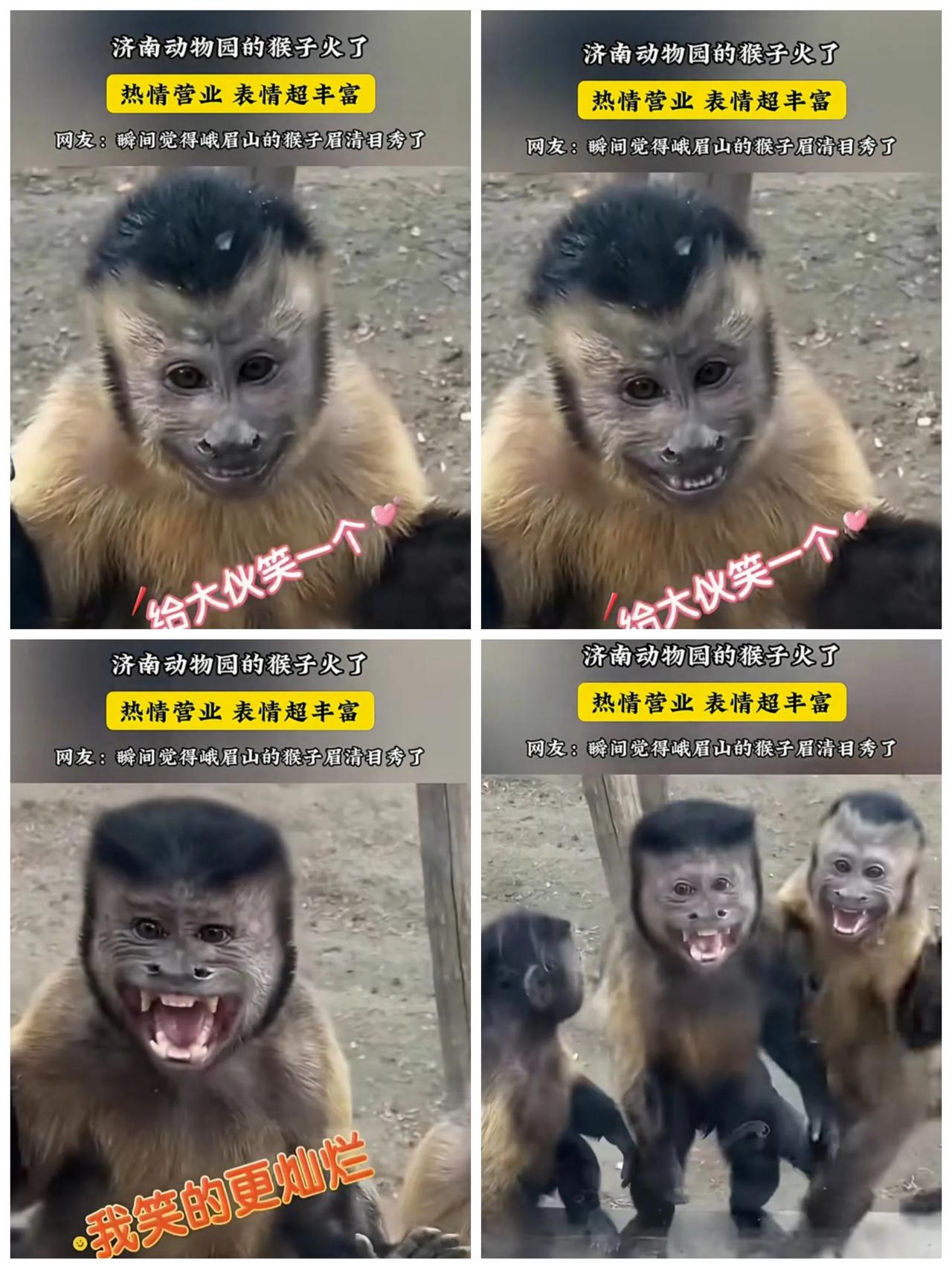 济南动物园的猴子真是太夸张了，这真是猴子不是张飞吗？

只见第一只猴子出现，吓人
