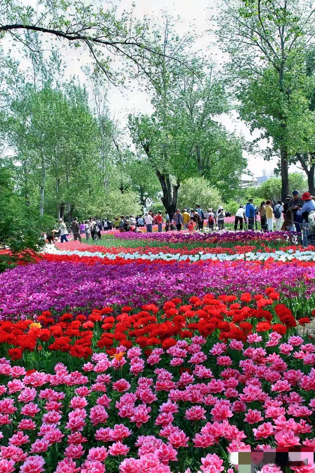 “春日花海，人潮涌动，尽享美好时光”🌸🌸🌸