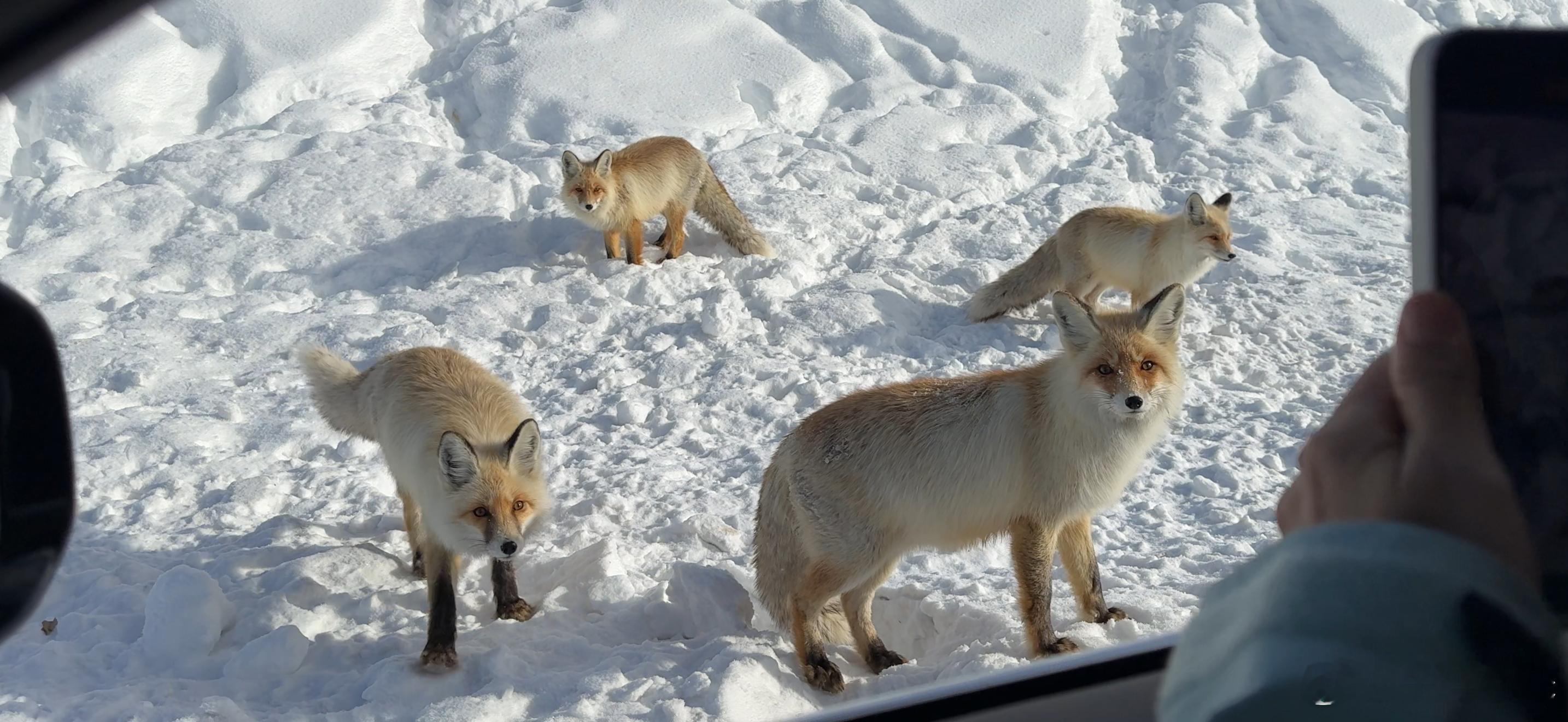 为什么说狐狸很狡猾？没看出来呢，到是感觉很可爱