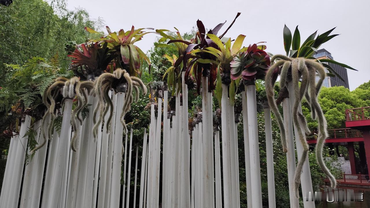 随手拍下公园的景色多肉植物放异彩