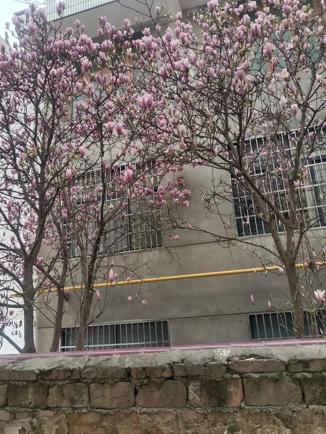玉兰花开正春天