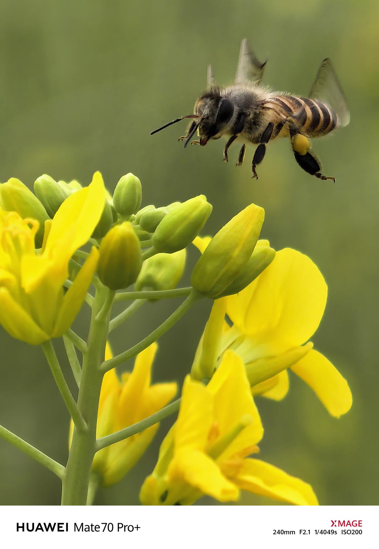 春天手机摄影PK，华为Mate70 Pro+的长焦微距表现堪称惊艳！蜜蜂振翅的瞬
