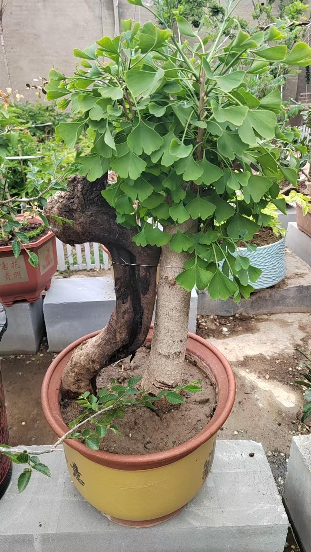 盆景素材 盆景树桩爱好者