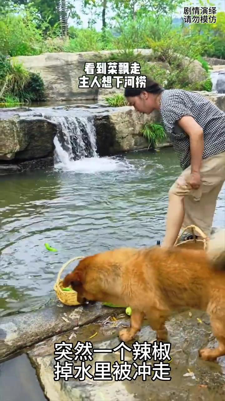 主人洗菜时辣椒掉水里被冲走，下一秒狗狗的做法太有才了。
养了三年多，每次去河边都
