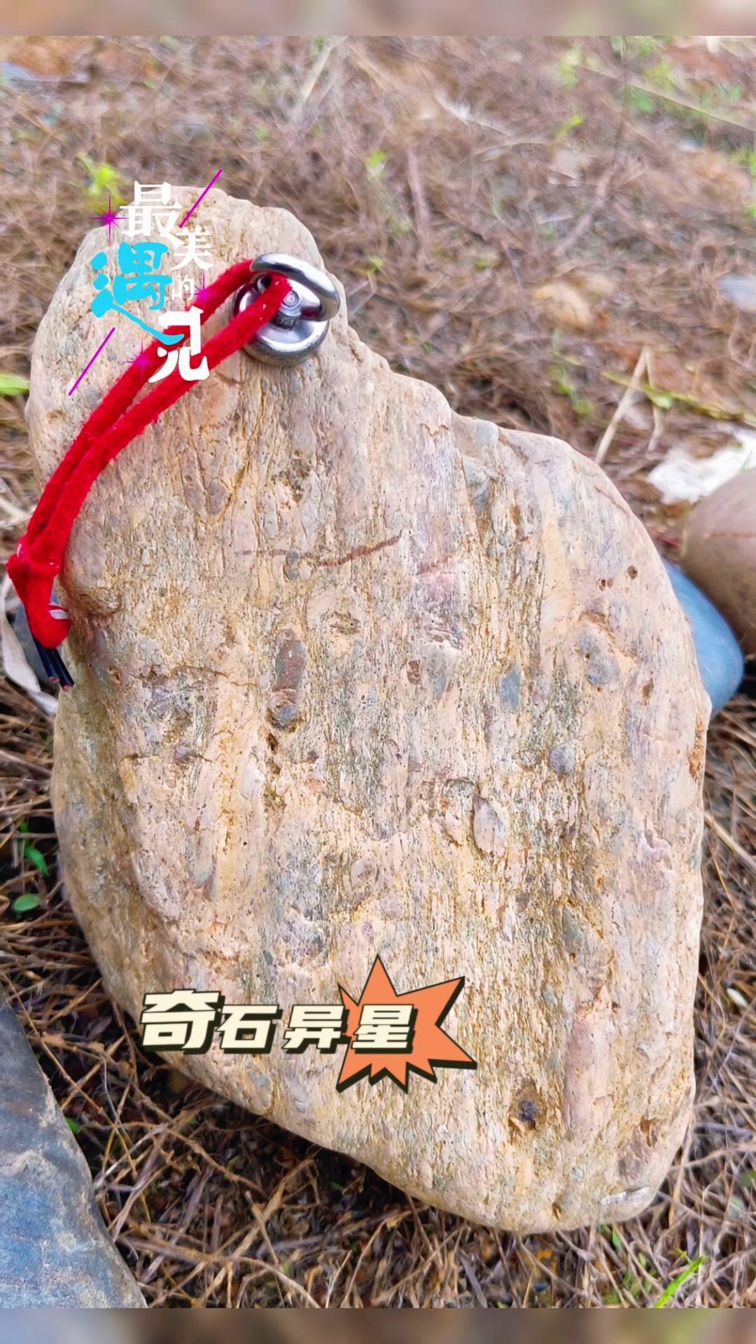 今天在密境捡到一块超特别的石头！角砾明显，而且强吸磁，难道是月球角砾岩？先记录下