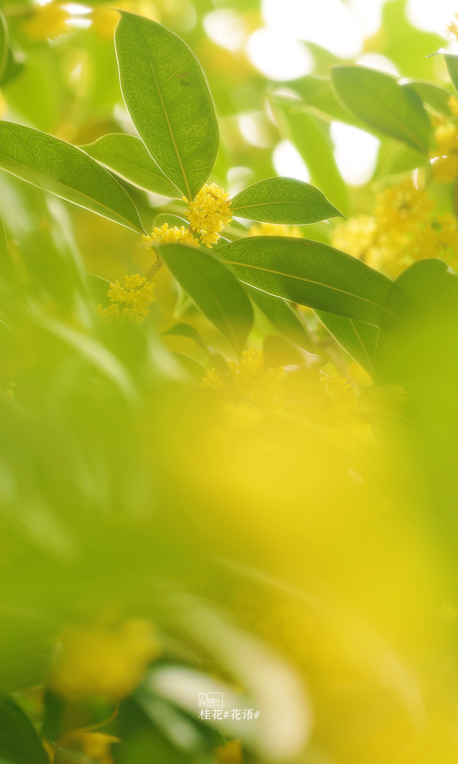 是秋天的那个味了！2026.9.27 我家楼下 桂花 花语 ​​​