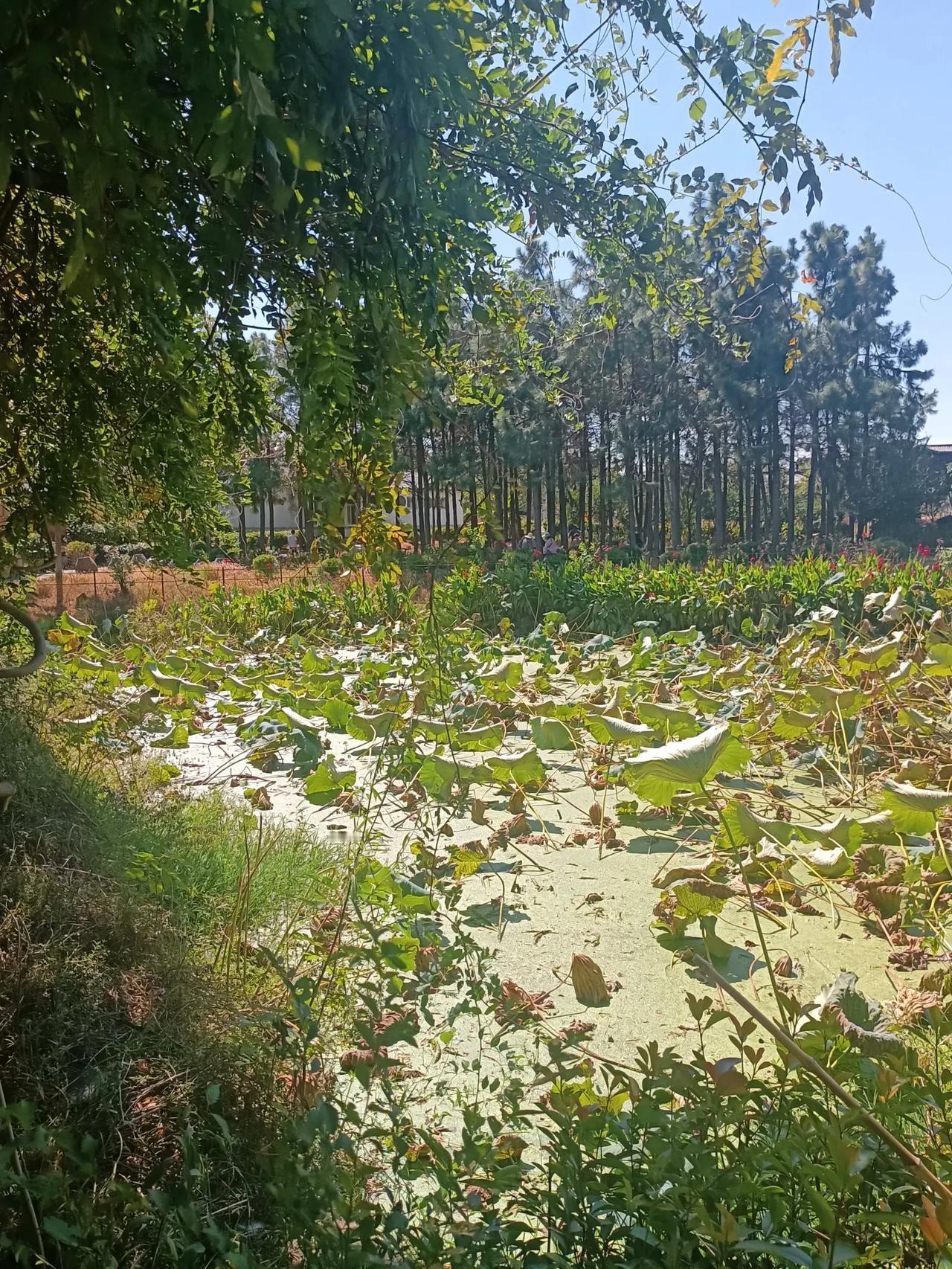 十一放假，就是你去我的待过得地方玩玩，我去你待过的地方玩玩。
农村跑城市，城市跑